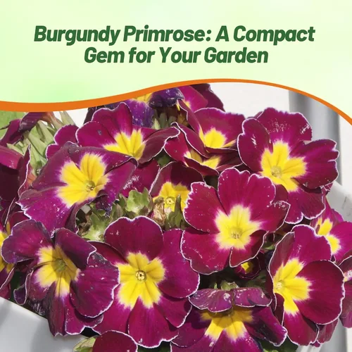 Vista 6 de Outsidepride 25 semillas anuales Primula común Primrose Burgundy Semillas de flores bicolor para plantar