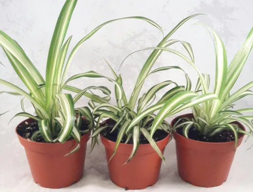 Vista 3 de Planta de araña oceánica - Fácil de cultivar - Limpia el aire - Nuevo - Paquete de 3