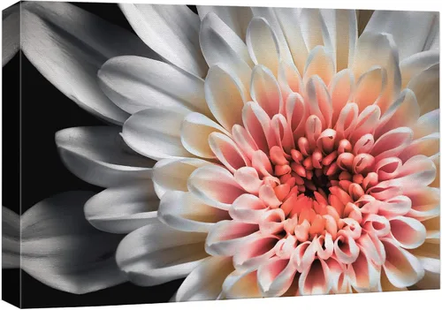 Vista 39 de wall26 Lienzo impreso para pared, diseño de rosa del desierto, suculentas, naturaleza, desierto, fotografía, realismo, floral, botánico, suroeste
