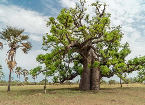 Vista 2 de 6 semillas de baobab (Adansonia) - Semillas de árbol Baobab - Planta tropical exótica rara