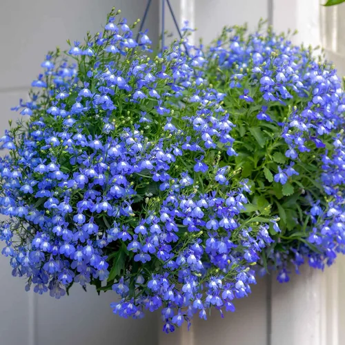 Vista 2 de Eden Brothers Lobelia Seeds - Alfombra Azul