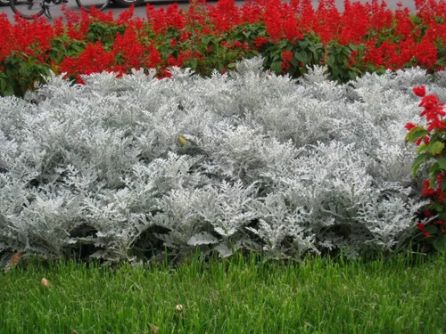 Vista 6 de Semillas Dusty Miller Silver Groundsel Silver Dust Cineraria Flores perennes Planta inusual