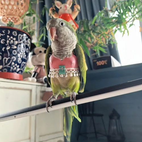 Vista 4 de Chaleco de arnés de vuelo de pájaro, traje de vuelo de loro con correa para periquitos, cacatúas, conures budgies, ropa de vuelo de pájaros