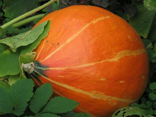 Vista 3 de Calabaza naranja dulce de forma única con unas 30 semillas de calabaza sin OMG