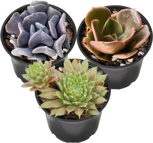 Vista 10 de Sprout N Green Colección de suculentas coloridas, 3 plantas suculentas vivas totalmente enraizadas en maceta de inicio de 2 pulgadas, decoración