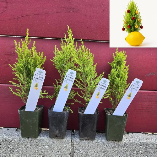 Vista 12 de Plantas de aloe coral (Aloe striata) - Suculenta viva con llamativos bordes rosados y hojas lisas y planas para jardinería en interiores