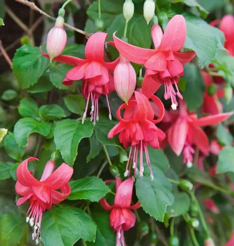 Vista 5 de Semillas de flores fucsias Bonsái casero perenne multicolor -100pcs Semillas
