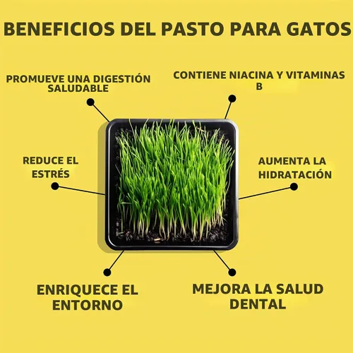 Vista 3 de CATGRASS Semillas Sin OGM Cultivadas en Estados Unidos desde nuestra granja hasta tu hogar (1 libra (16 onzas)
