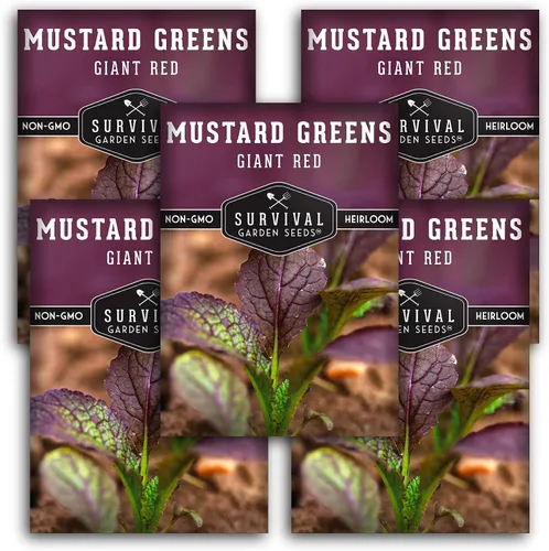 Vista 11 de Semillas gigantes de color verde mostaza roja para plantar, hojas de borgoña picantes sin OMG para jardines de otoño y primavera, variedad culinaria