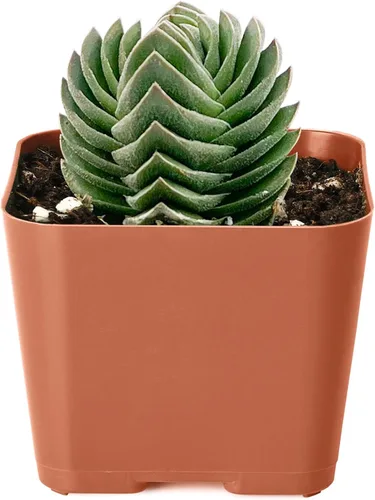 Vista 17 de Plantas suculentas vivas de 2 pulgadas, cactus con cono de pino, mini suculentas en maceta, planta de interior de fácil cuidado, regalos únicos