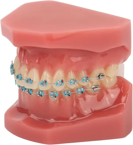 Vista 9 de Modelo de cuidado de dientes, 28 piezas de resina de dientes enseñanza con soportes de metal, modelo de dientes para estudiantes, modelo de dientes