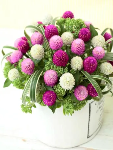Vista 4 de Globo Amaranto Gomphrena Globosa Mix Gomphrena Bola de Pompón Esférica Botón de Soltero 35+ Semillas