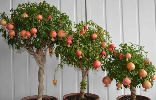 Vista 7 de Semillas de granada Fruta de reliquia sin OMG para plantar