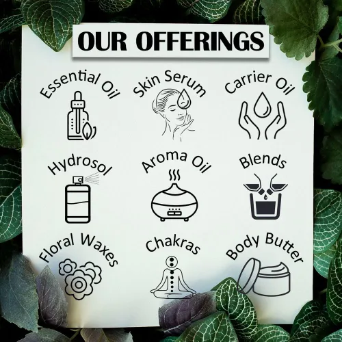 Vista 6 de Deve Herbes Jyotishmati Oil (Celastrus paniculatus) prensado en frío puro natural sin diluir Para diluir aceites esenciales Para piel