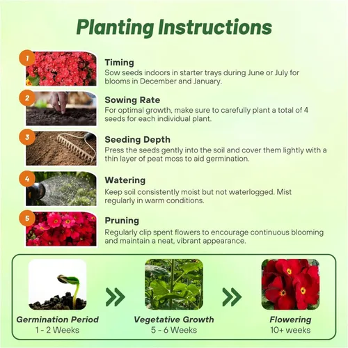 Vista 4 de Outsidepride 1000 Semillas Perennes Primula Crimson Fairy Primrose Flower Seeds para plantar