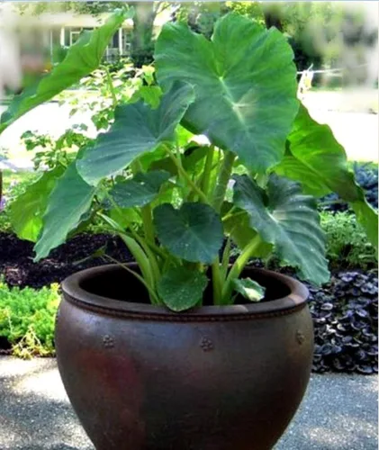 Vista 2 de 10 bulbos Colocasia Esculenta de oreja de elefante Taro Gabi Kalo Eddo listos para cultivar plantas tropicales de jardín (20 bombillas)