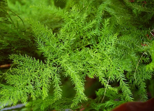 Vista 4 de Paquete de 15 semillas de espárragos Plumosus Nanus HEI rloom helecho perenne