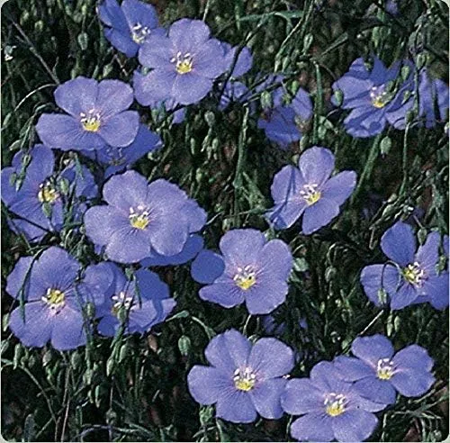 Vista 2 de Semillas de lino azul a granel sin OMG - Linum perenne (1 libra)