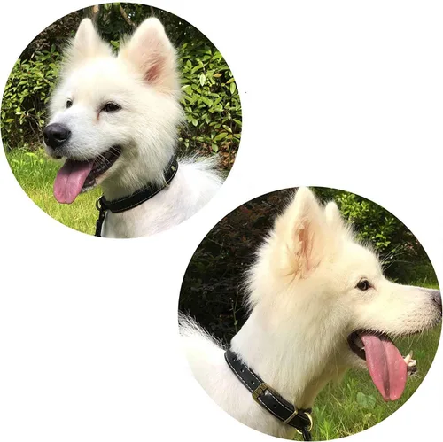 Vista 3 de Collares acolchados de piel de lujo para gatos cachorros pequeños y medianos perros negros