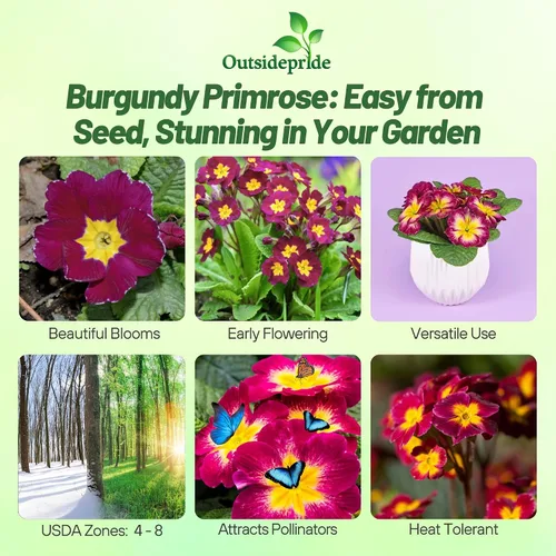 Vista 2 de Outsidepride 25 semillas anuales Primula común Primrose Burgundy Semillas de flores bicolor para plantar