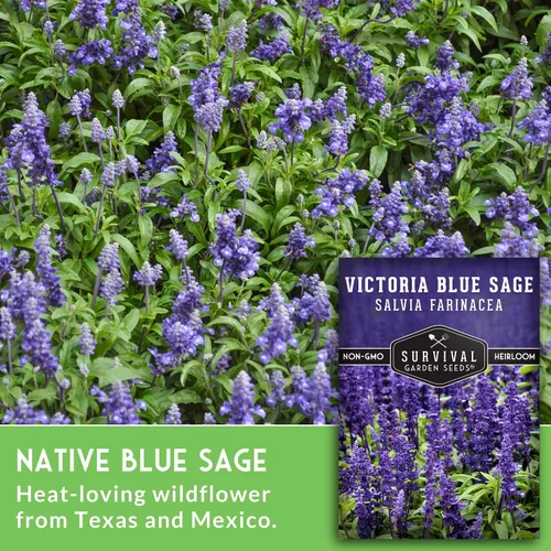 Vista 5 de Victoria - Semillas de salvia azul para plantar – Salvia Farinacea – Flores polinizadoras para bordes y jardines de cabaña – Semillas de jardín