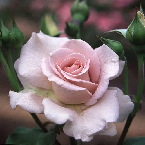 Vista 10 de Rosas resistentes de reliquia, planta de raíz propia, Hawkeye Belle Blanco cremoso con bordes rosados