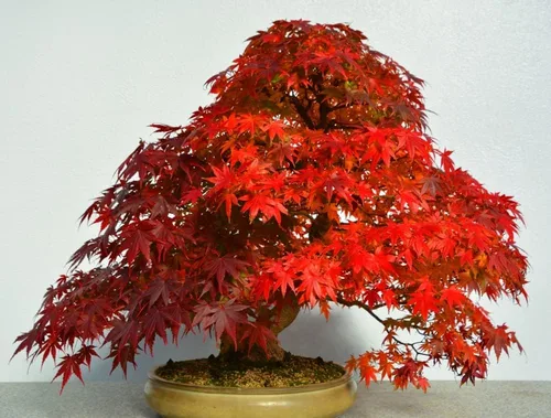 Vista 3 de 50 semillas de árbol de arce rojo Impresionantes hojas rojas