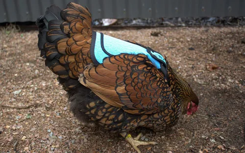 Vista 9 de DOWN UNDER OUTDOORS Sillín para pollo mediano-grande con correas ajustables, delantal para pollo, protector de aves de corral, suministros para Azul