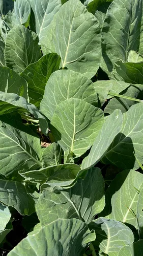 Vista 4 de Plant Good Seed Vates Semillas de col – Paquete de 150, semillas tradicionales para plantar verduras, suministros de jardinería, huerto, semillas