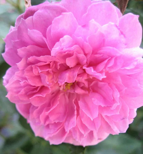 Vista 5 de Caldwell Pink Rose Bush - Raíz antigua reliquia propia - Rosa Hybrid - Planta viva - Flor doble perpetua fragante - Emerald Goddess Gardens