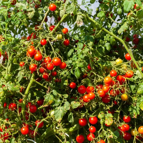 Vista 5 de Planta de tomate cherry, planta inicial de tomate vivo de 4 pulgadas