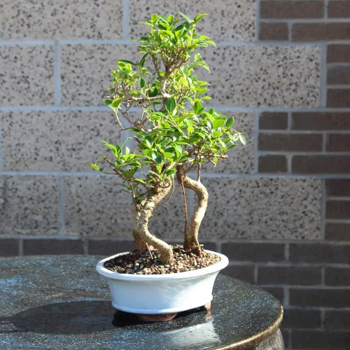 Vista 10 de Brussel's Bonsai - Árbol bonsái para interiores, M Live Ficus - Árbol bonsái de interior, maceta de cerámica, 7 años, fácil cuidado, listo