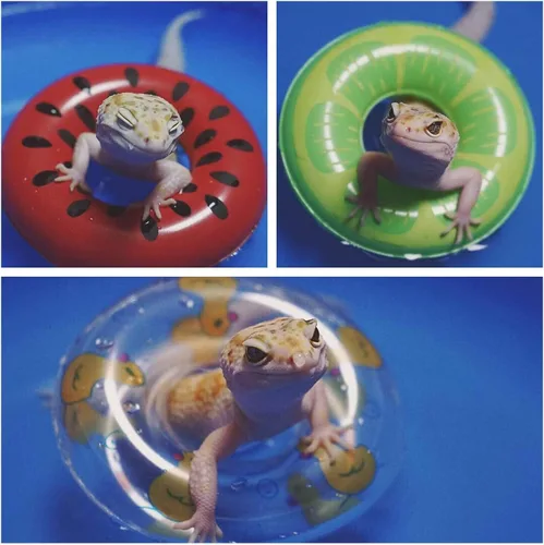 Vista 7 de Piscina de dragón barbudo con flotador inflable – Plegable plegable para bañera, bañera y reptil collar anillo para lagartos anfibios, suministros