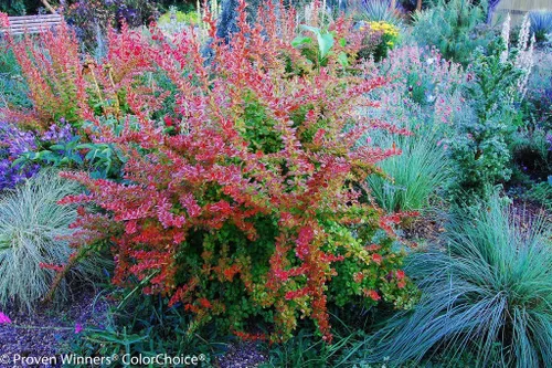 Vista 3 de SUNJOY® Tangelo™ Berberis thunbergiii- Ganadores probados - Maceta de 4