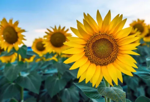 Vista 7 de 500 semillas de girasol mixtas para plantar, semillas de girasol tradicionales sin OMG de alta calidad para plantar en jardines y paisajismo, mejora