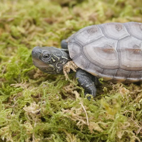 Vista 2 de Musgo de reptil natural puro de 3.5 onzas para la humedad, ideal para serpientes, tortugas y otros reptiles, bueno para terrarios para reptiles