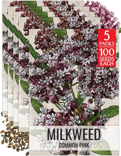 Vista 18 de Seed Needs Semillas de algodoncillo de mariposa naranja para mariposas monarca, 1 paquete