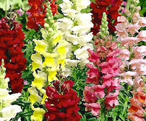 Vista 2 de Snapdragon (Antirrhinum Majus) Tetra con volantes gigantes, mezcla de una excelente flor cortada para una exhibición brillante tolerante a la sequía