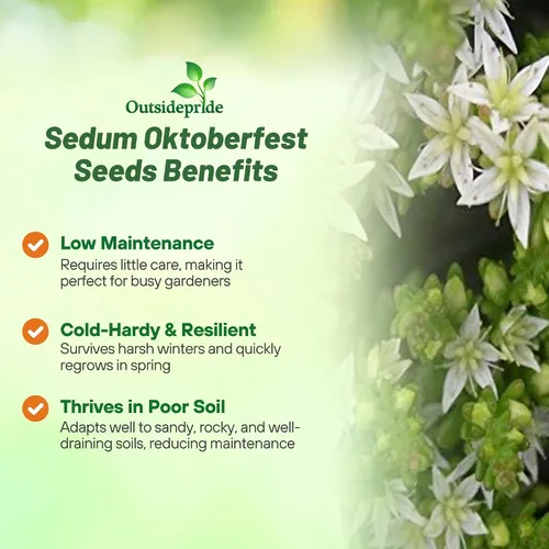 Vista 3 de Outsidepride Oktoberfest Semillas Sedum - 1000 semillas perennes de cobertura del suelo para plantar, plantas suculentas resistentes al frío
