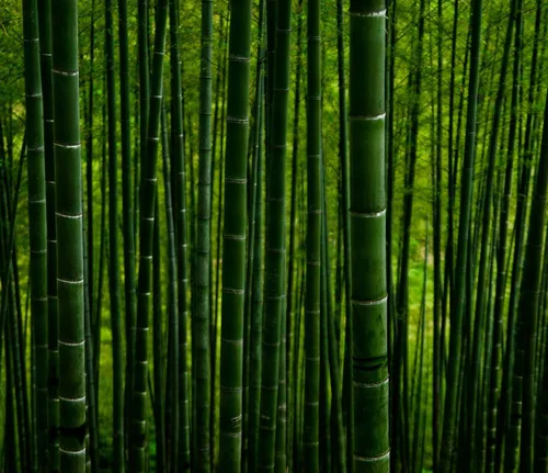 Vista 4 de 100 piezas de semillas de bambú verde semillas de bambú gigantes de crecimiento rápido