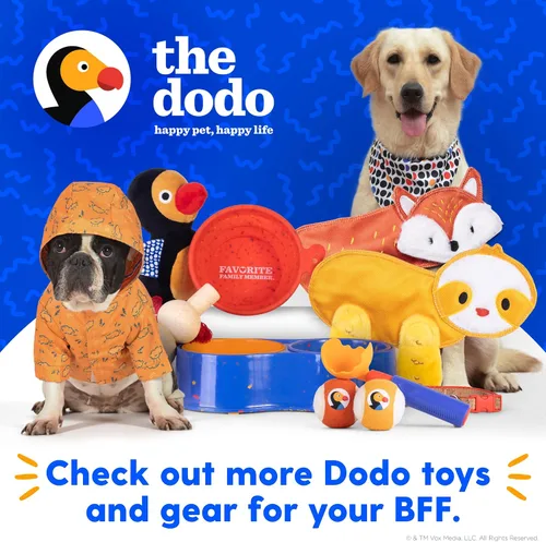 Vista 7 de The Dodo Collar de corcho para perro, rayas, talla pequeña; collar de material de corcho para perros, ropa diaria de mascotas; ajustable a presión