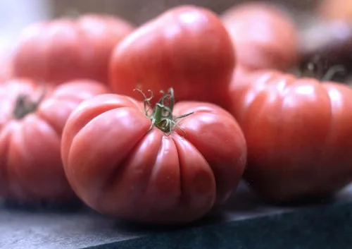 Vista 6 de Semillas de tomate rosa Bogema para plantar aproximadamente 30 semillas para plantar sin OMG