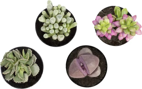 Vista 5 de Altman Plants, Mimicry - Plantas suculentas vivas (paquete de 4), Lithops plantas vivas para exteriores o interiores vivas, piedras vivas, plantas
