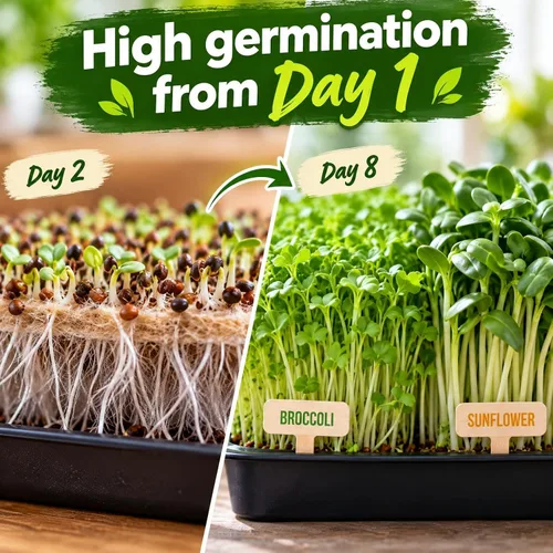 Vista 3 de Microgreen Seeds - Paquete de 10 semillas variadas premium de Estados