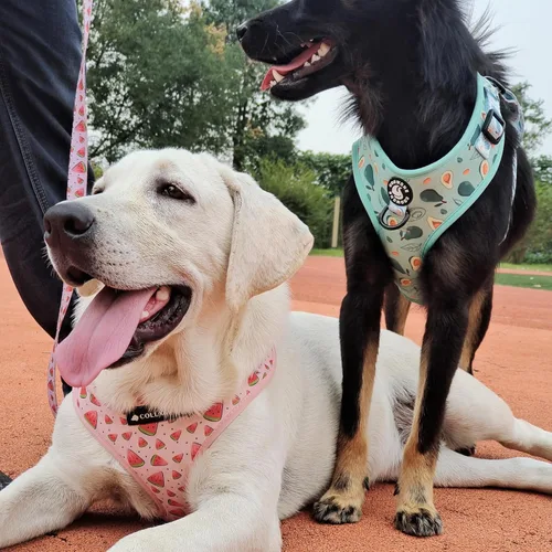 Vista 7 de Arnés y correa para perros y gatos, Puppia chaleco suave de malla acolchado y ajustable para cachorros, linda ropa para perros, a prueba de escapes