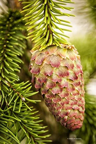 Vista 6 de Acrocona Norway Spruce 1 - Año Árbol vivo
