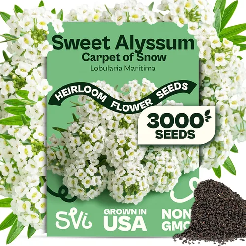 Vista 18 de Queen Anne 's Lace- 200 semillas – 50% de descuento venta