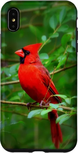 Vista 11 de Hermosa cardenal pájaro rojo escena de la naturaleza caso para iPhone 17
