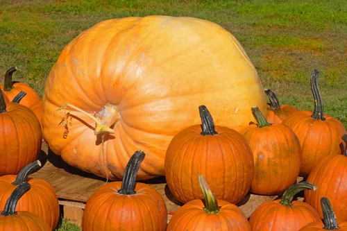 Vista 2 de 15 semillas de calabaza colosales - Cultiva la calabaza más grande del planeta - Calabazas carruaje de Cenicienta