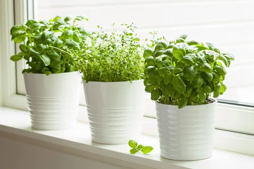 Vista 3 de 1000 semillas de tomillo para plantar aproximadamente 0.04 onzas de semillas de hierbas tradicionales sin OMG para plantar en interiores
